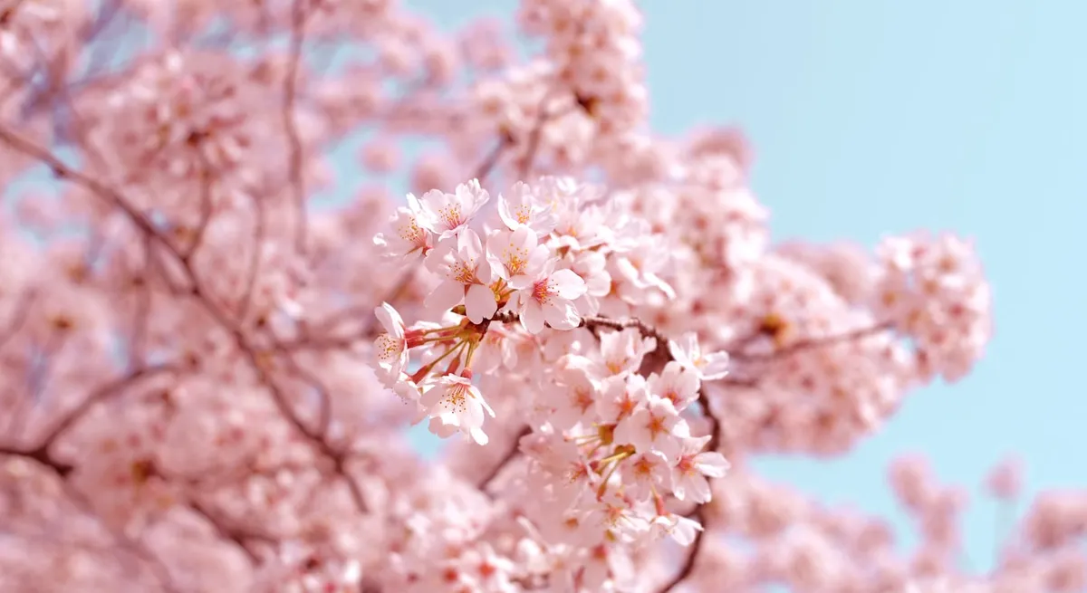 櫻花樹下的上野公園
